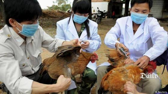 ‏إعدام 3 ملايين طائر لغاية الآن.. أنفلونزا الطيور تنتشر في اليابان