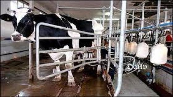 مشروع جزائري-هولندي للتكوين في إنتاج حليب البقر