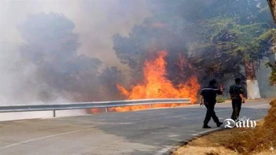 مديرية الغابات تكشف عن خسائرها جراء الحرائق
