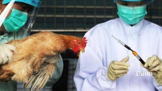 اليابان تعدم أكثر من مليون دجاجة بعد اكتشاف بؤرة لإنفلونزا الطيور