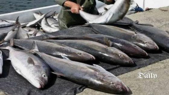 وزير الصيد: جزء من حصة سمك “التونة” ستوجه إلى السوق الوطنية