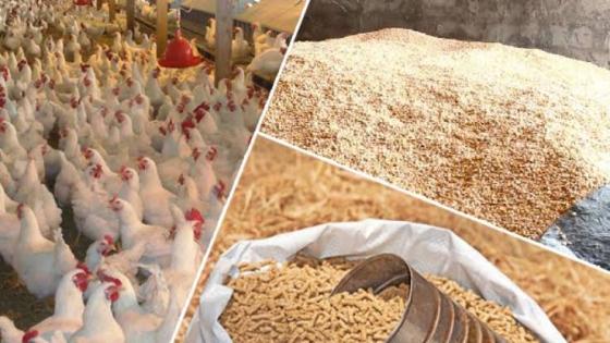 إعفاء كل عمليات بيع الشعير والذرة وأغذية المواشي والدواجن من الـ”TVA”