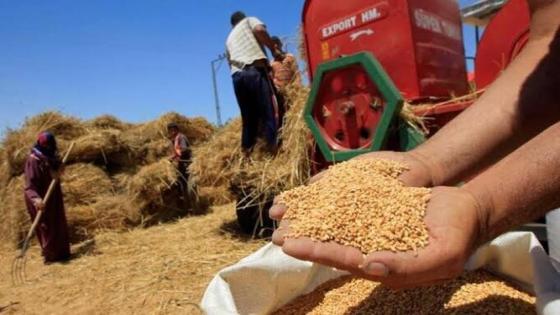 الجزائر تشتري 200 ألف طن من القمح.