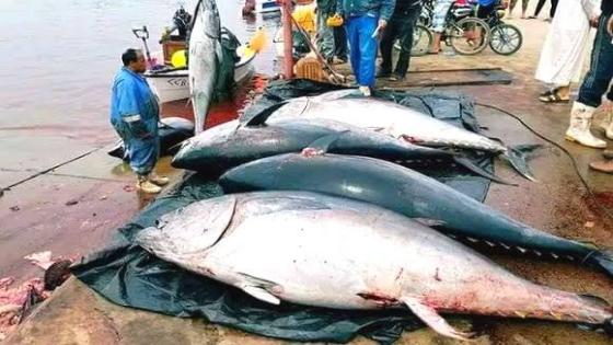 سارة شنيتي: مزارع لتسمين التونة الحمراء في 2022