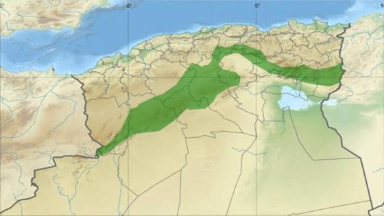الجزائر تشرع في ترميم السد الأخضر بمناسبة اليوم العالمي لمكافحة التصحر
