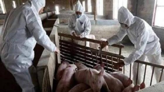 ظهور مرض حمى الخنازير الإفريقية في مزرعة ألمانية