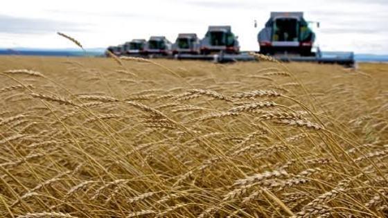روسيا: توريد الحبوب لدول العالم سيكون بالروبل