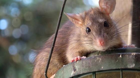 بريطانيا : فئران جائعة وعدوانية تهاجم البيوت بسبب الكورونا