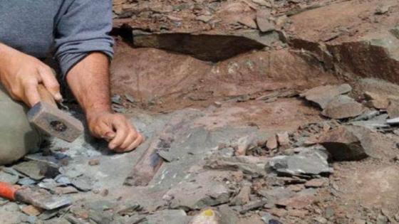 الأرجنتين : إكتشاف بقايا ديناصور مرتبط بسلالة يمدغشقر