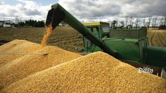 الجزائر تطرح مناقصة دولية لشراء 50 ألف طن من القمح