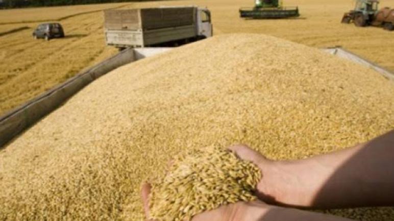 الديوان المهني للحبوب:صياغة استراتيجية جديدة في مجال زراعة و انتاج الحبوب