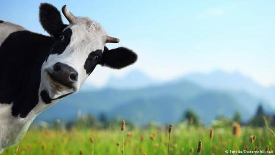 دم الأبقار في اختبارات بشرية على علاج مستخلص لمواجهة كورونا
