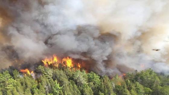 موجة الحرائق في غرب كندا تتوسع و تأتي على 4.4 مليون هكتار من الغابات