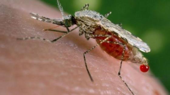 وزارة الصحة تحيي اليوم العالمي لمكافحة الملاريا