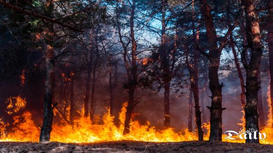 Intense flames from a massive forest fire. Flames light up the night as they rage thru pine forests and sage brush.