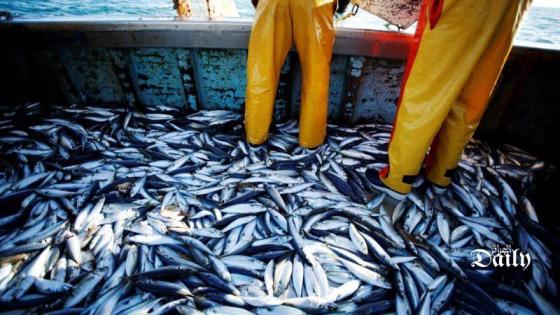 إنتعاش في إنتاج السمك الأزرق ببومرداس