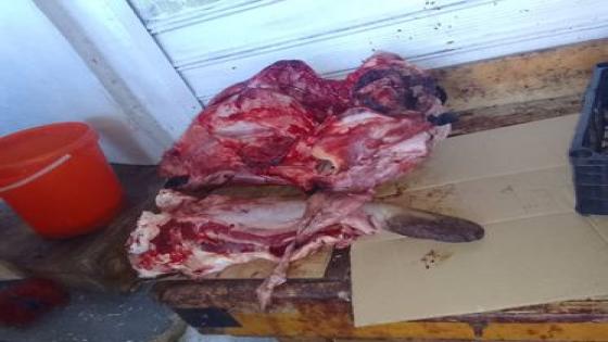 أمن ولاية الجزائر: توقيف 3 أشخاص وضبط أزيد من 12 قنطارا من اللحوم الفاسدة
