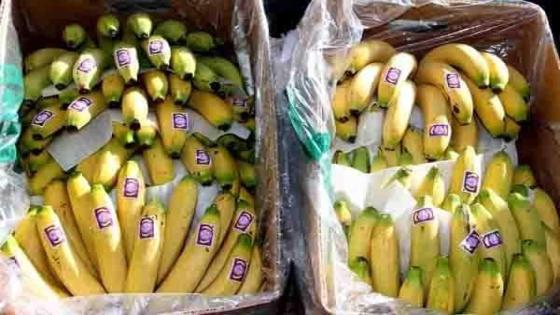 الأمن الوطني يحجز 1243 طن من مادة الموز موجهة للمضاربة