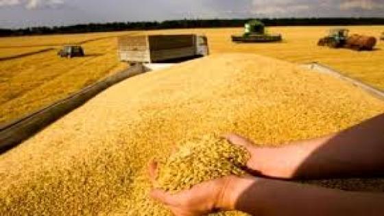 الجزائر تشتري كمية من القمح تتراوح بين 200 الف و 360 الف طن.