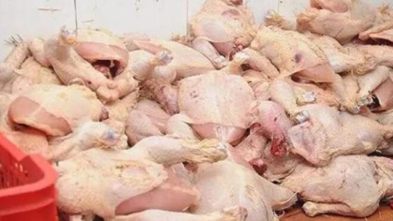 الشلف : حجز 04 قناطير من الدجاج غير صالح للاستهلاك البشري