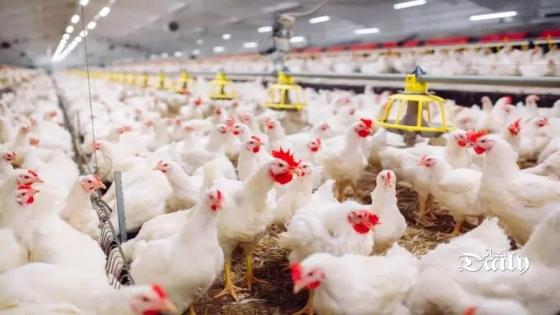 إجراءات استعجالية للحفاظ على استقرر أسعار الدجاج والأعلاف