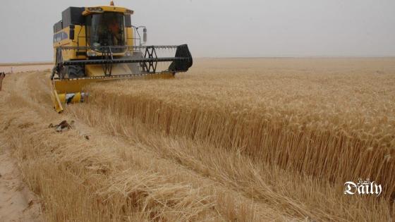 الجزائر سجلت تراجعا كبيرا في إنتاج الحبوب بنسبة 40%