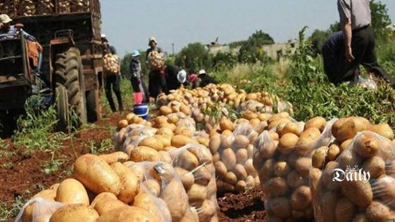 خروبي: تموين السوق بـ 1500 طن من البطاطا هذا الأسبوع