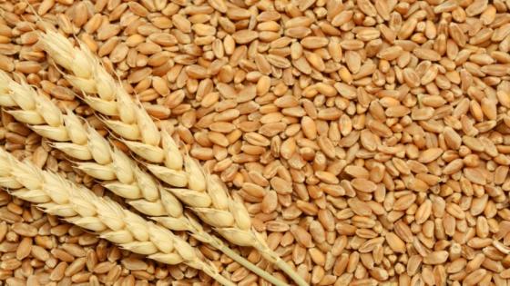 روسيا تسعى لدخول السوق الجزائرية من خلال القمح