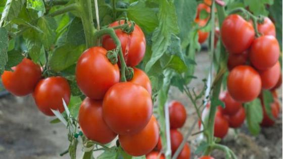 إنتاج حوالي 03 ملايين قنطار من الطماطم الحقلية بالوادي